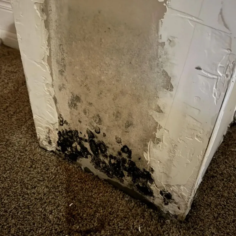 Professional Mold Removal in Chula Vista, CA